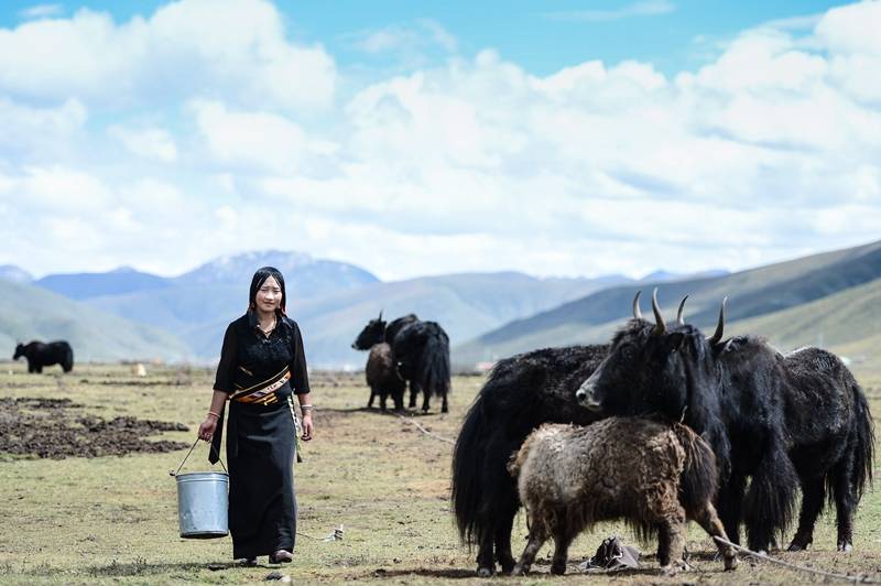 陕西小伙爱上21岁藏族姑娘，在她家干农活牧牛羊，恋爱4个月结婚