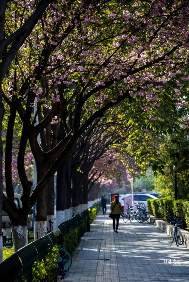 “春来宝鸡·万紫千红看花海”，2023年宝鸡春季文化旅游季即将启动