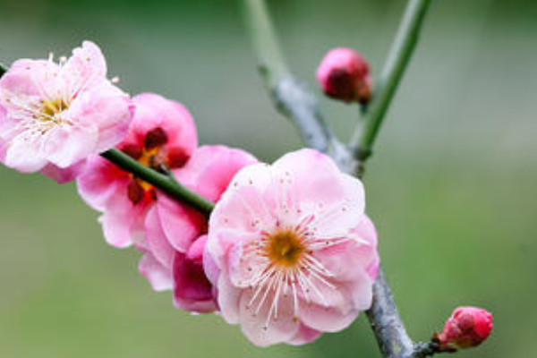 梅花的象征意义_梅花象征的意义是什么_梅花象征什么精神