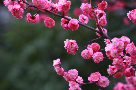 梅花象征的意义是什么_梅花的象征意义_梅花象征什么精神