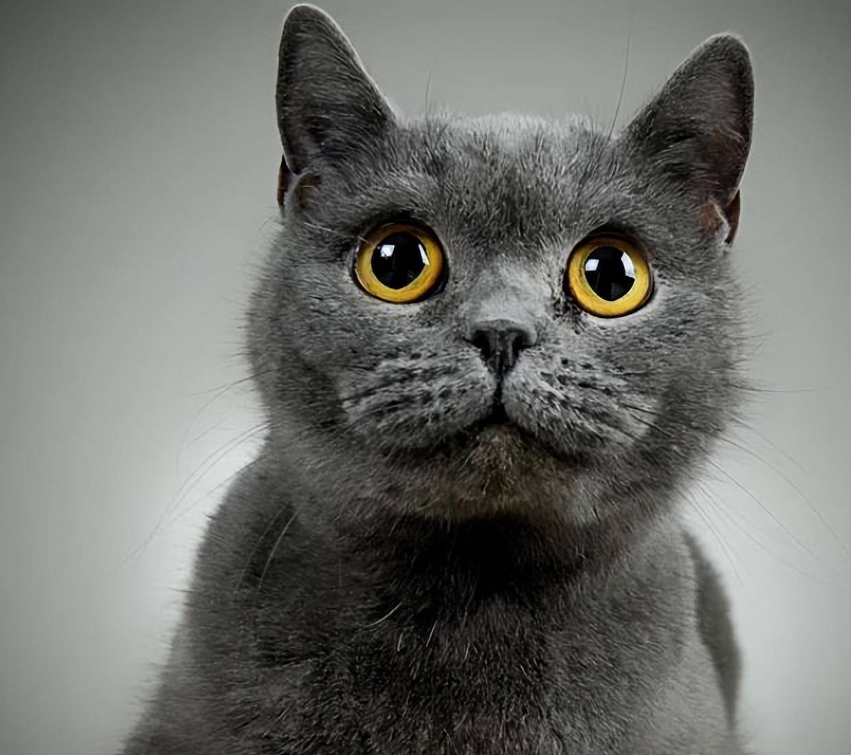 外国网友晒的漂亮猫猫，每只都让人忍不住想吸呀 ？？？？