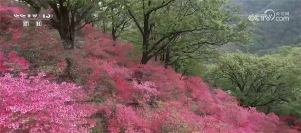 赏花踏青、京郊游、人文之旅……各地精彩纷呈 人气满满