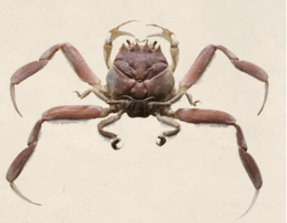 《海错图》中的鬼面蟹：螃蟹背上为什么会长出鬼脸？
