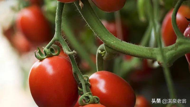 种植有机蕃茄有哪些要求？技术措施有哪些