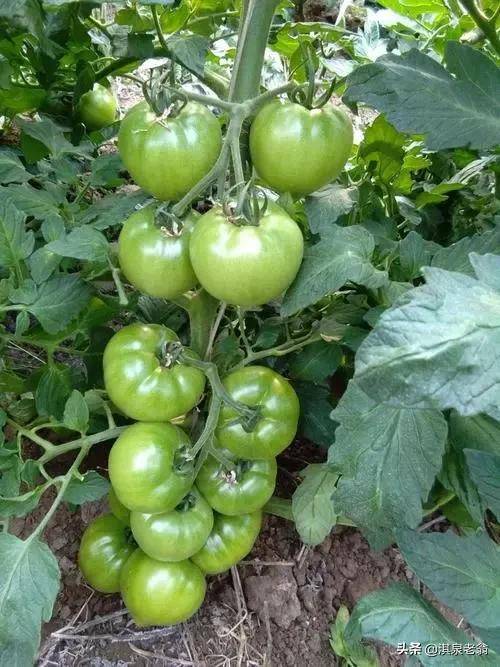 种植有机蕃茄有哪些要求？技术措施有哪些