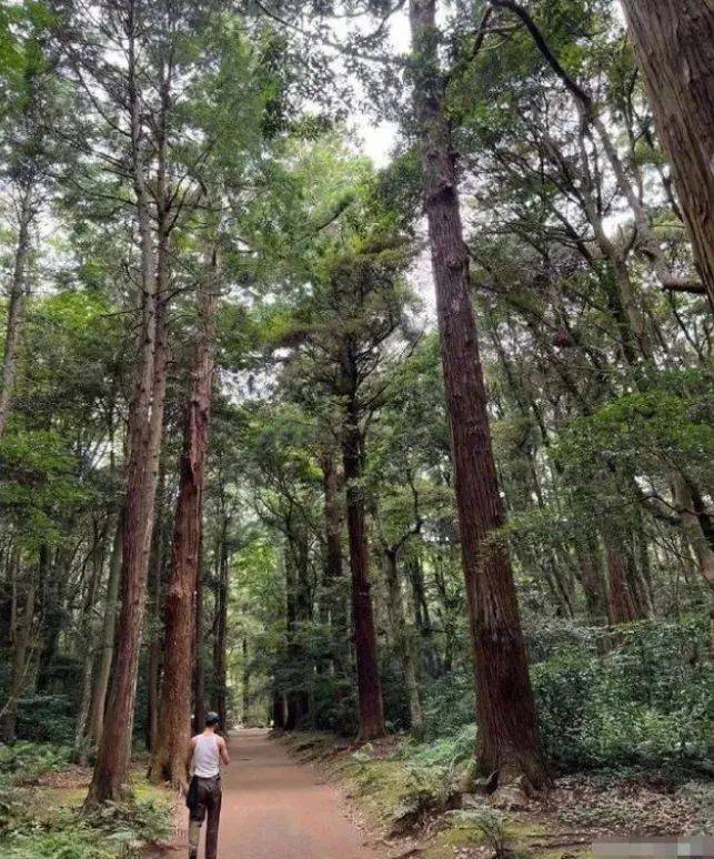 林志玲自曝不生二胎!日本老公多次被传家暴劈腿,这对到底是真幸福还是隐情多?