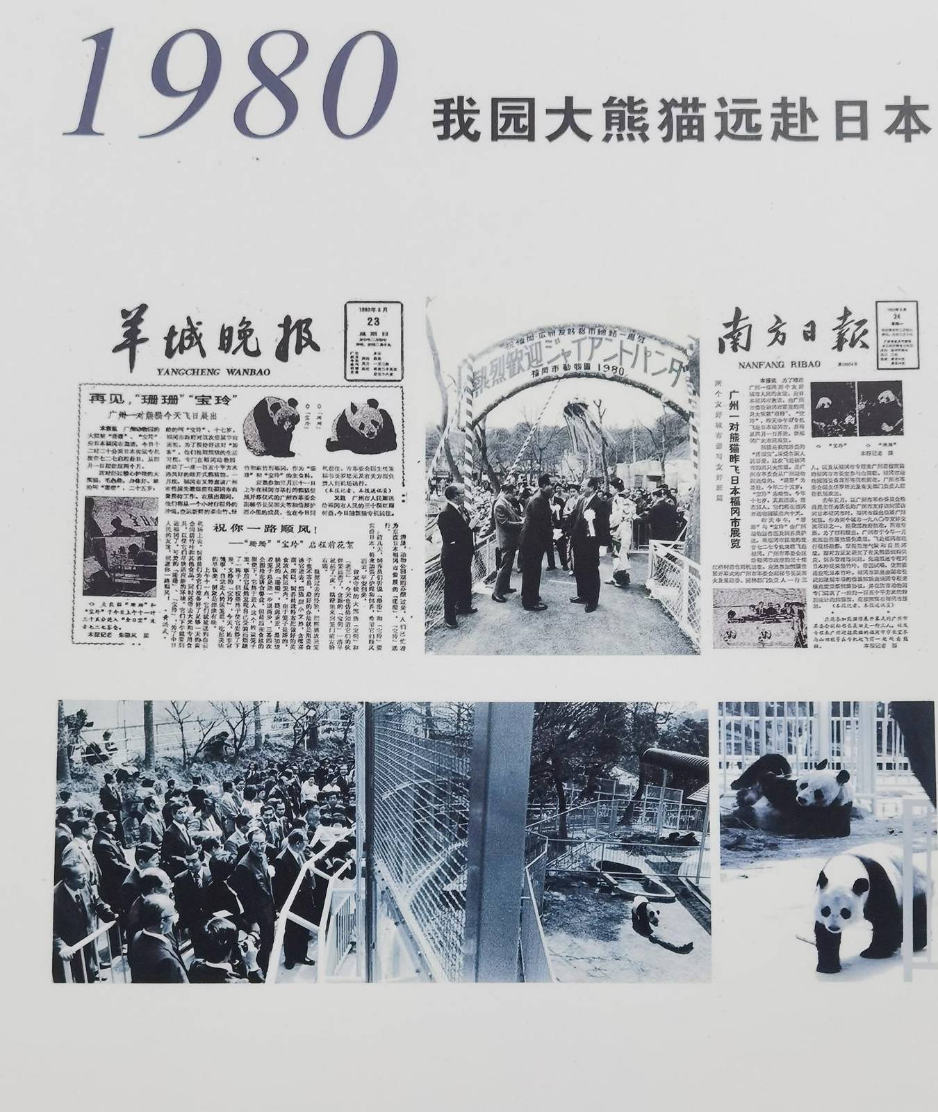 广州街坊也曾拥有“百岁熊猫”：作为“友谊使者”出访海外，引万人空巷
