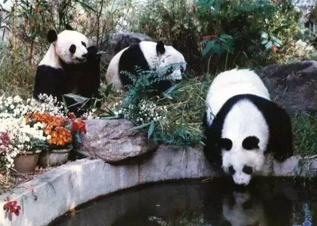 广州街坊也曾拥有“百岁熊猫”：作为“友谊使者”出访海外，引万人空巷