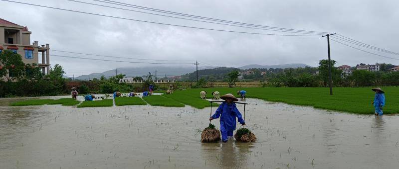 湖南衡阳县大安乡：冒雨插秧抢农时