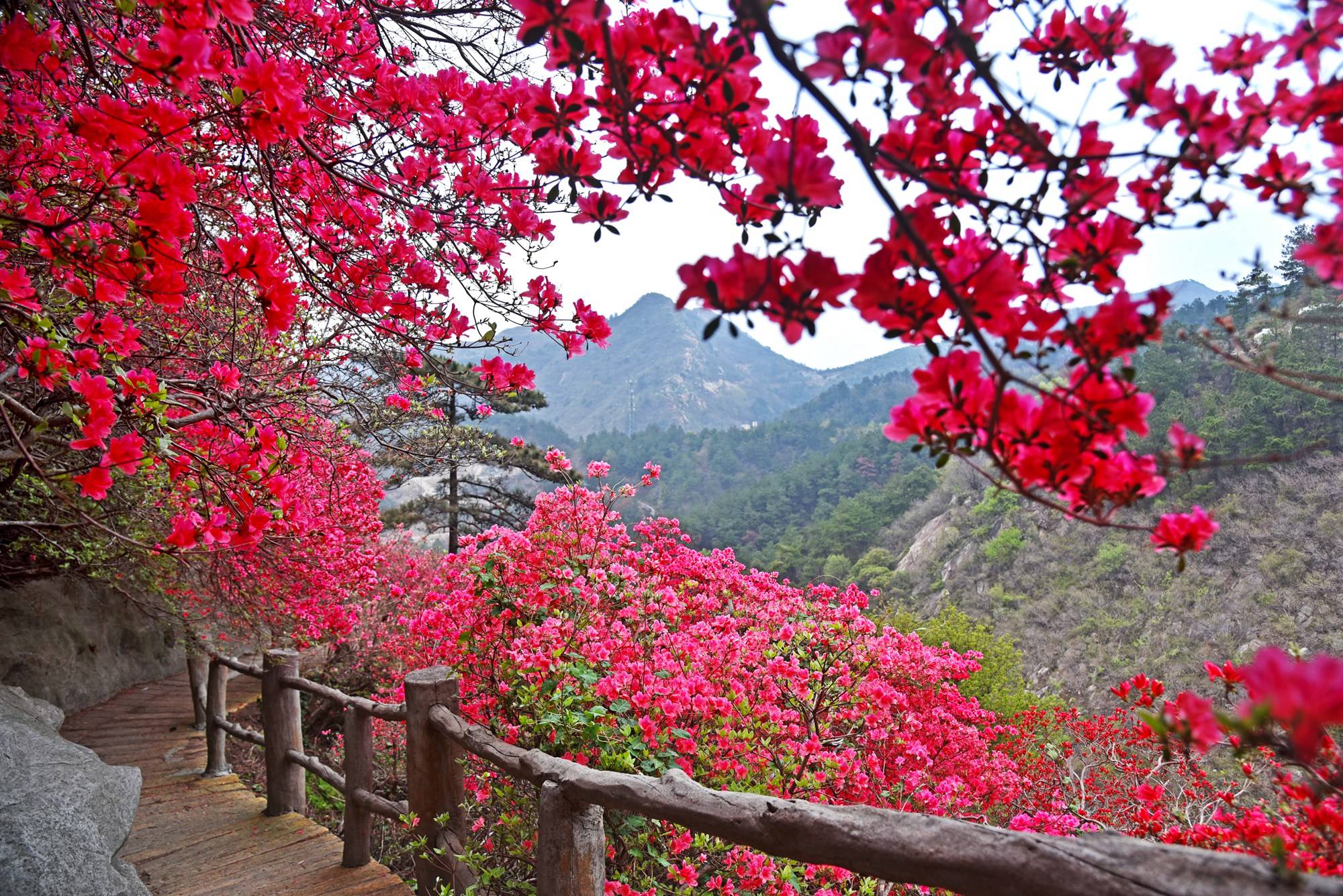 品乡土美食，住精品民宿，花海打卡拍美照，武汉春天这样玩就对了