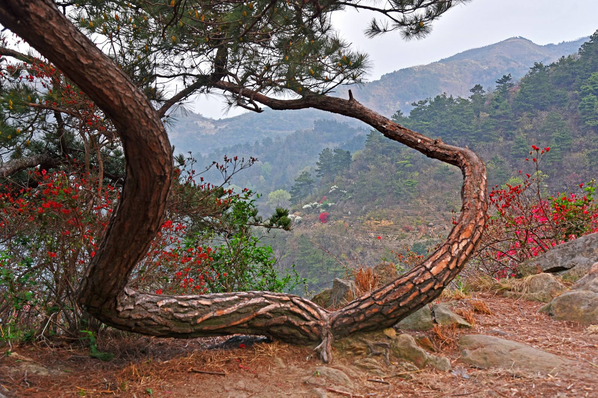 品乡土美食，住精品民宿，花海打卡拍美照，武汉春天这样玩就对了