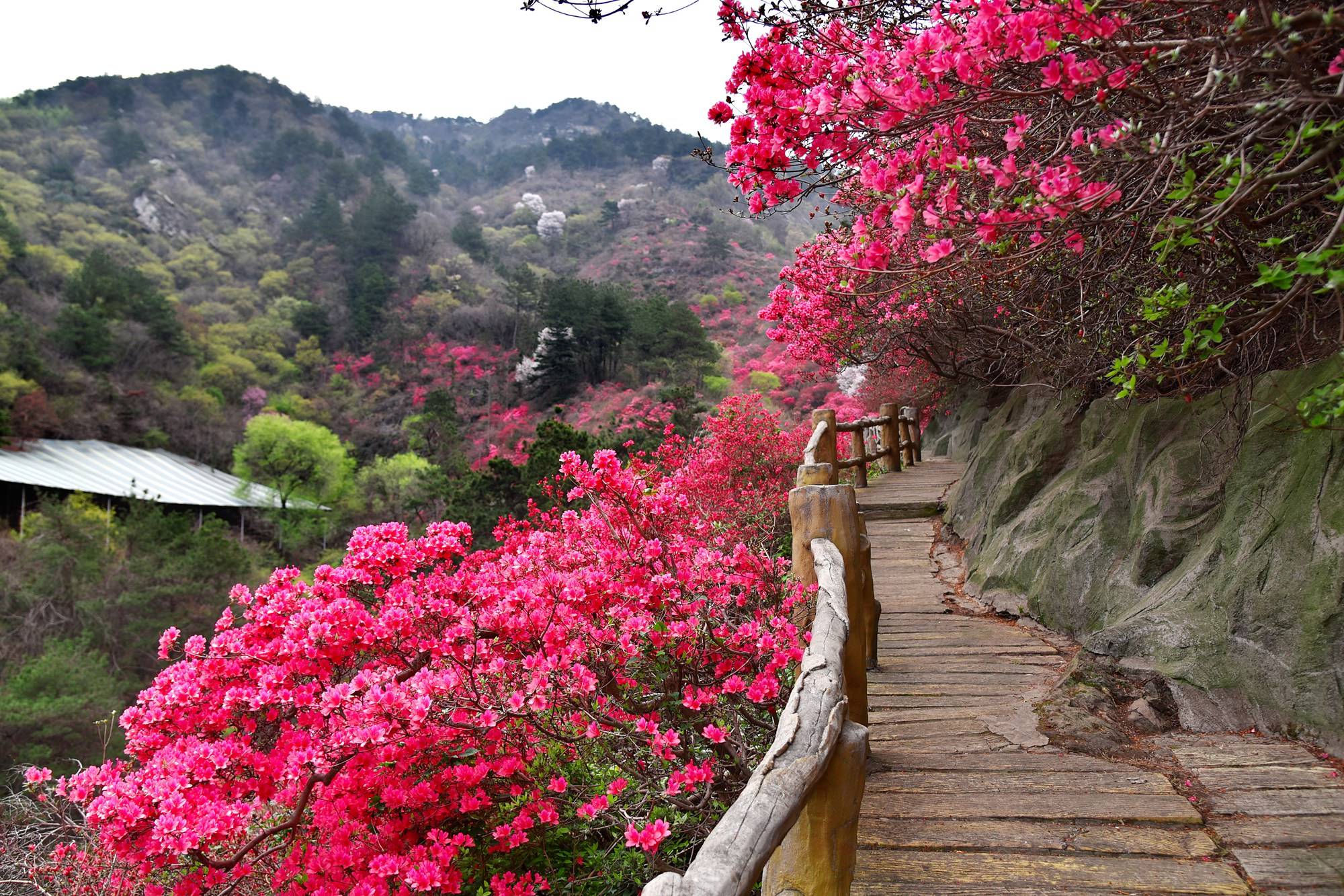 品乡土美食，住精品民宿，花海打卡拍美照，武汉春天这样玩就对了