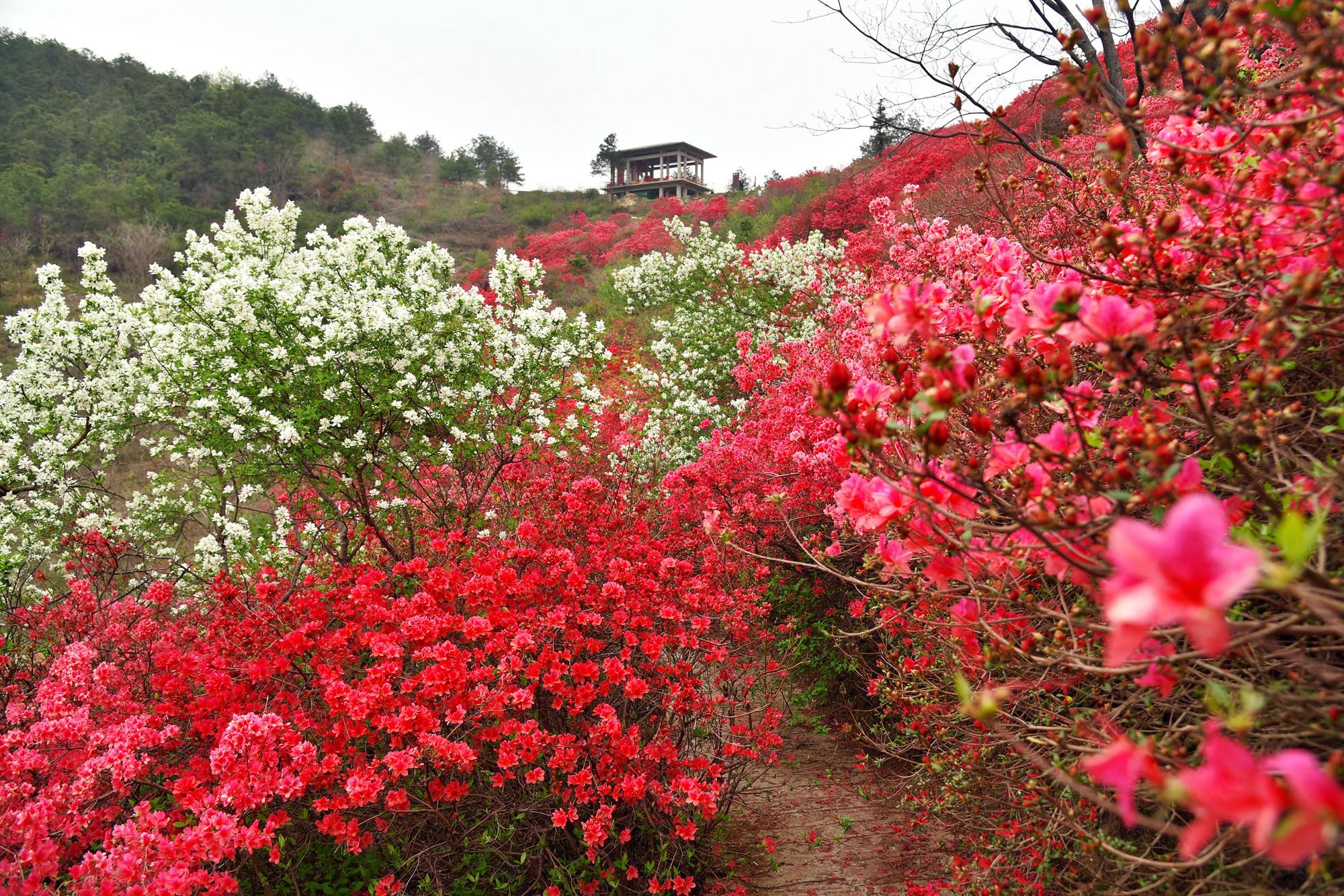 品乡土美食，住精品民宿，花海打卡拍美照，武汉春天这样玩就对了