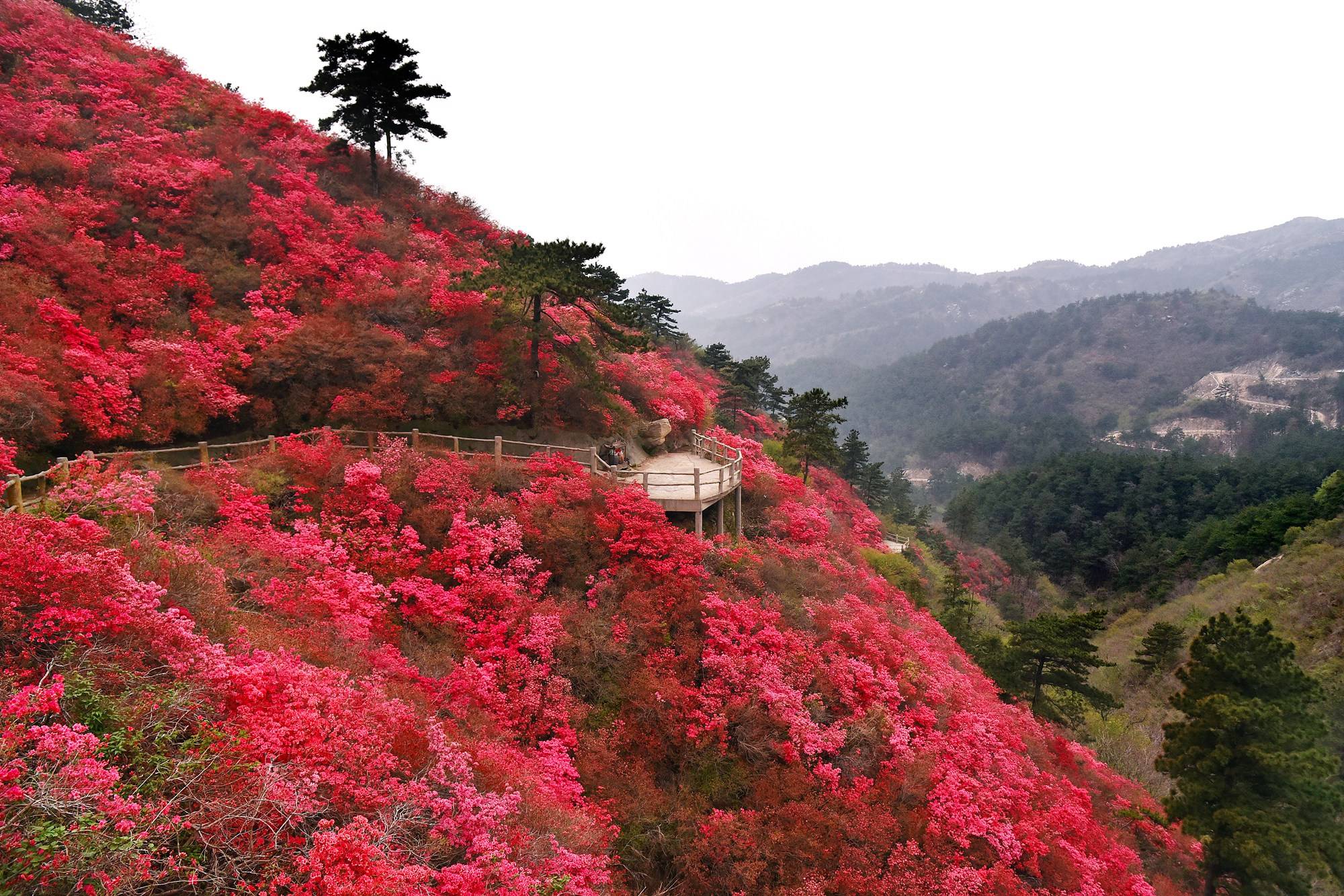 品乡土美食，住精品民宿，花海打卡拍美照，武汉春天这样玩就对了
