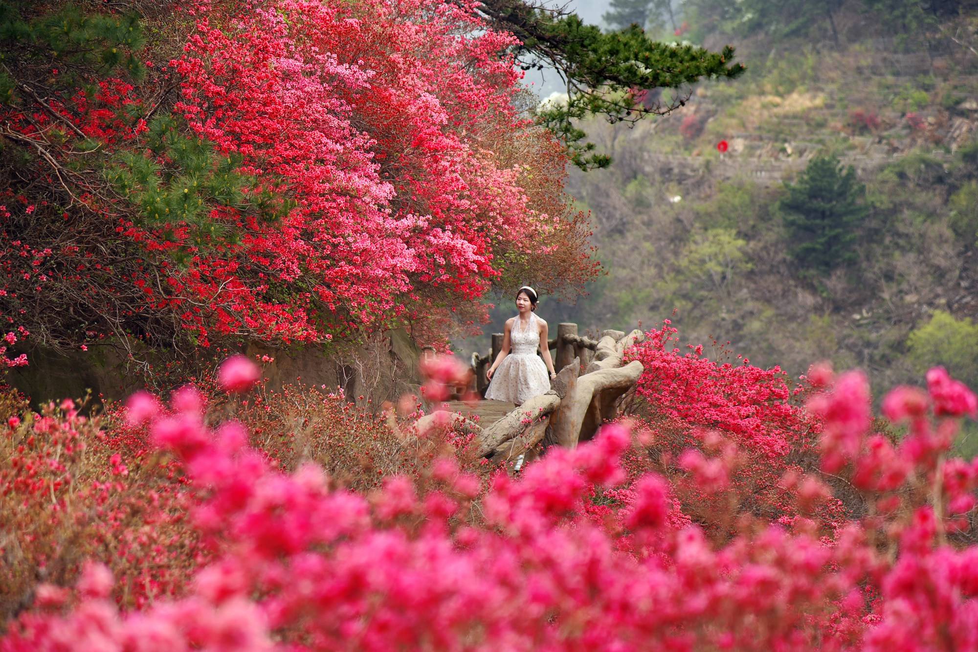 品乡土美食，住精品民宿，花海打卡拍美照，武汉春天这样玩就对了