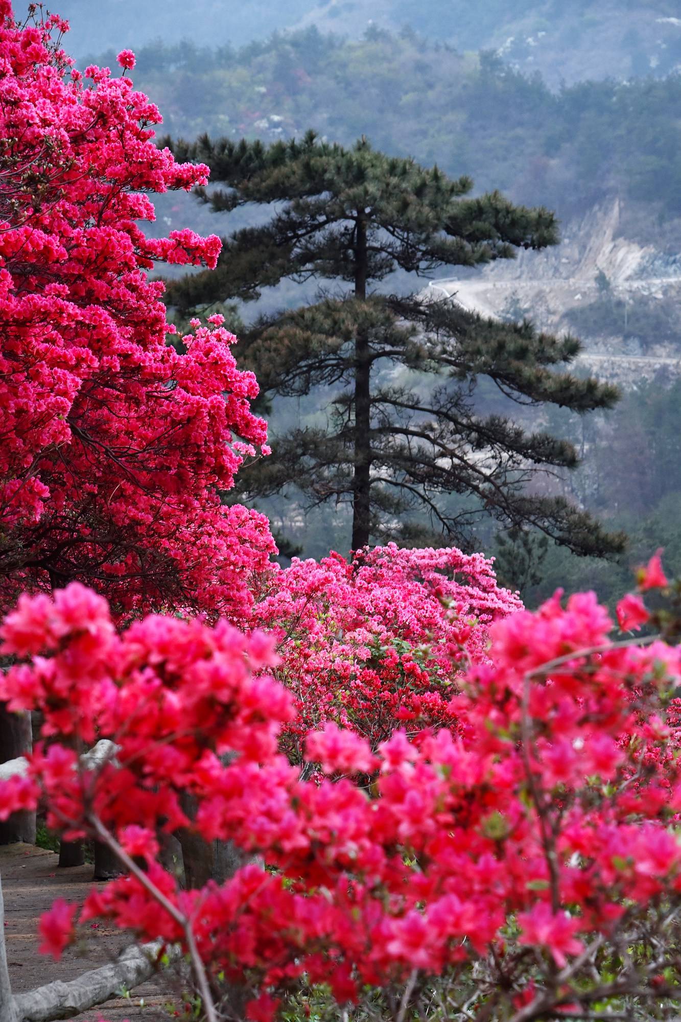品乡土美食，住精品民宿，花海打卡拍美照，武汉春天这样玩就对了