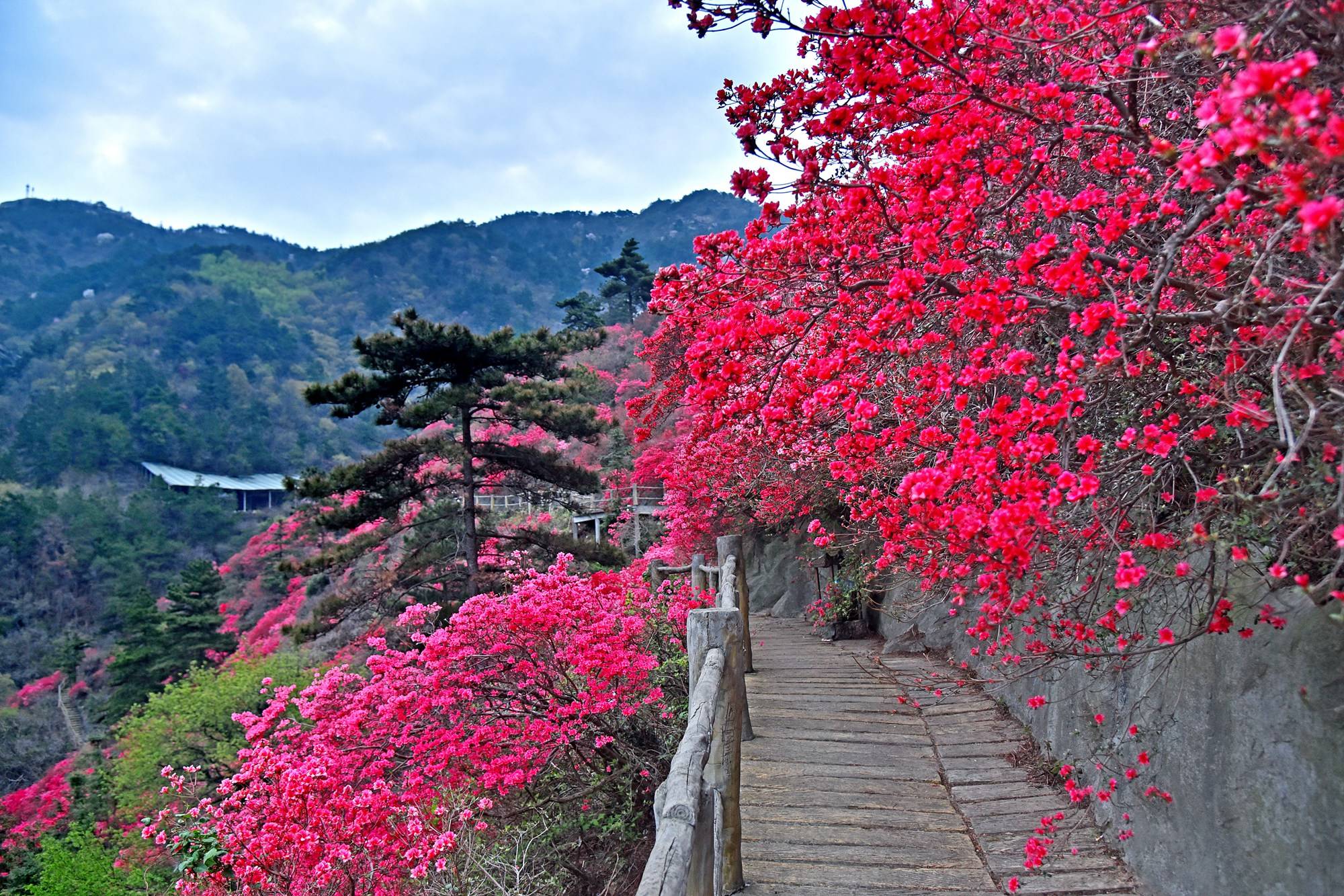 品乡土美食，住精品民宿，花海打卡拍美照，武汉春天这样玩就对了