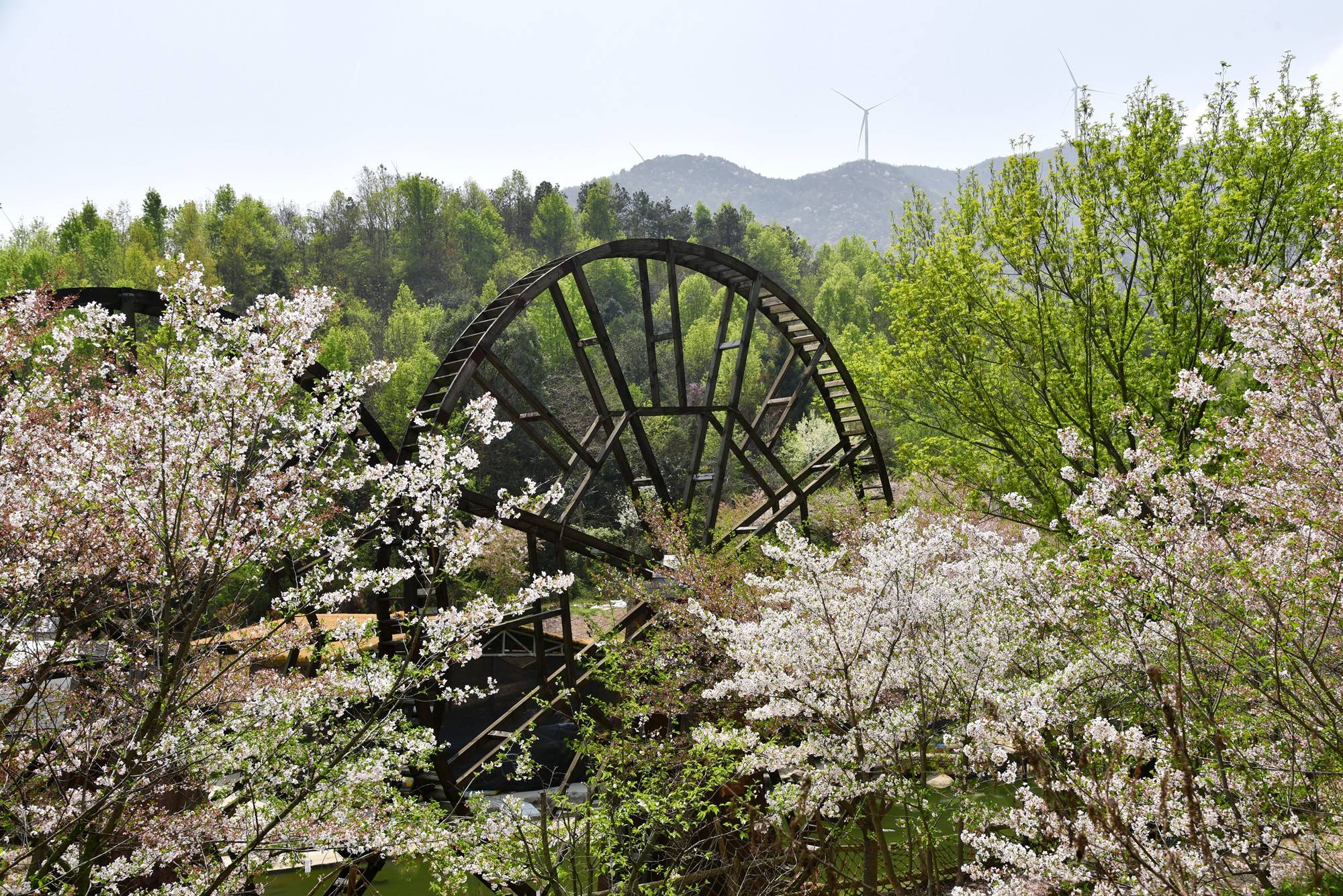 品乡土美食，住精品民宿，花海打卡拍美照，武汉春天这样玩就对了