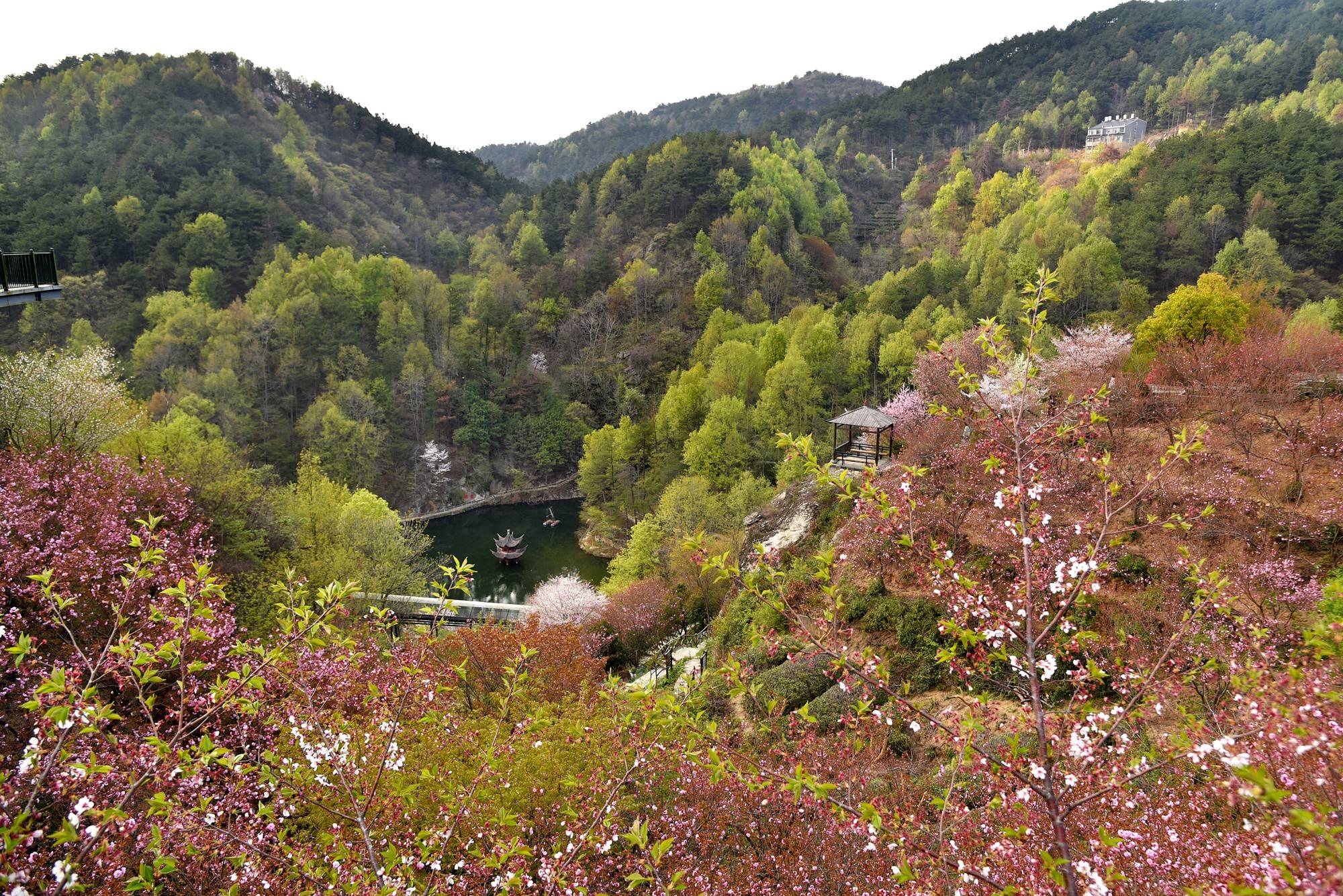 品乡土美食，住精品民宿，花海打卡拍美照，武汉春天这样玩就对了