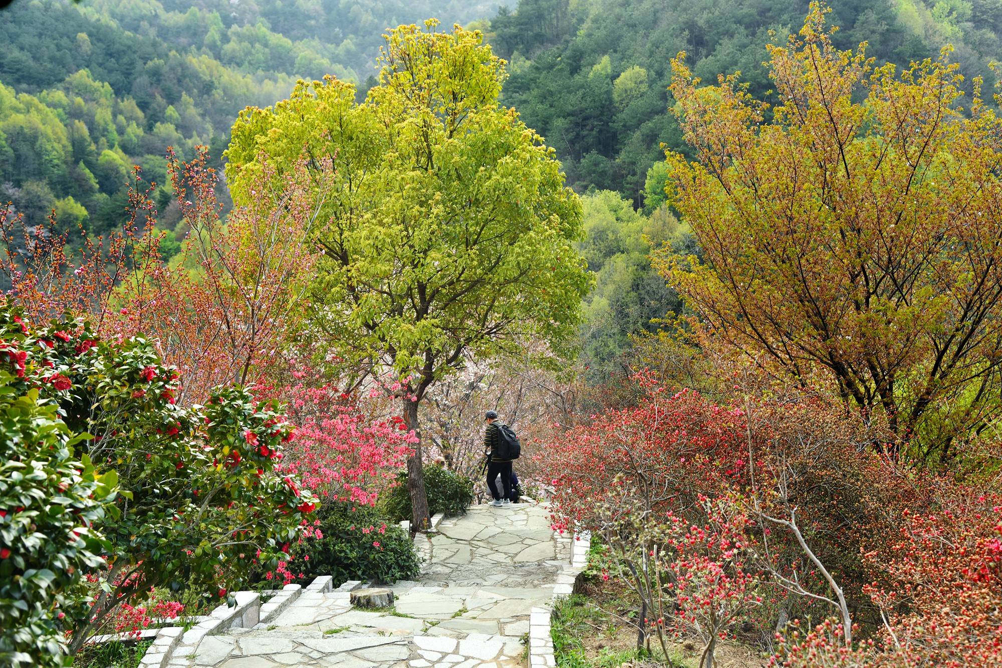 品乡土美食，住精品民宿，花海打卡拍美照，武汉春天这样玩就对了