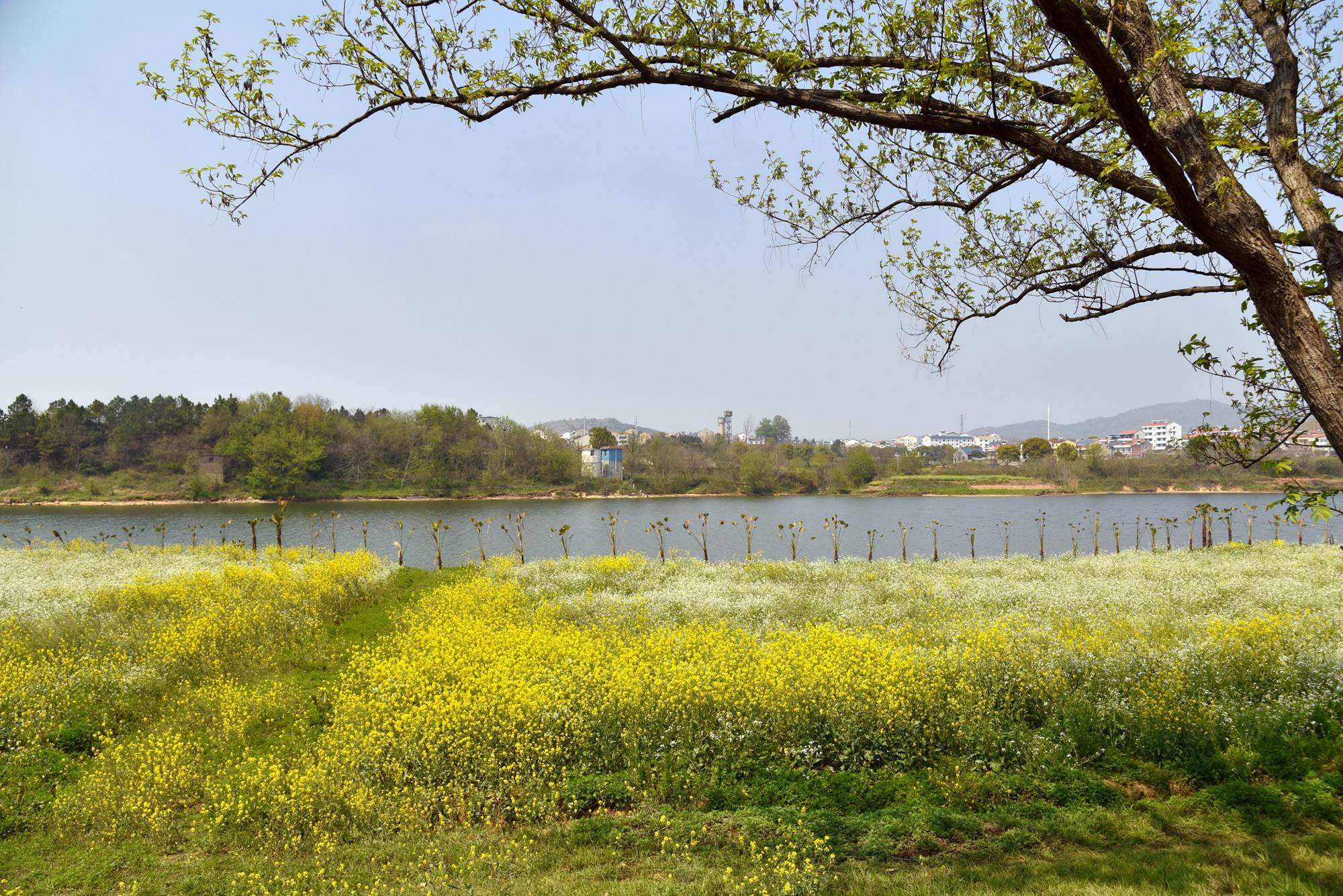 品乡土美食，住精品民宿，花海打卡拍美照，武汉春天这样玩就对了