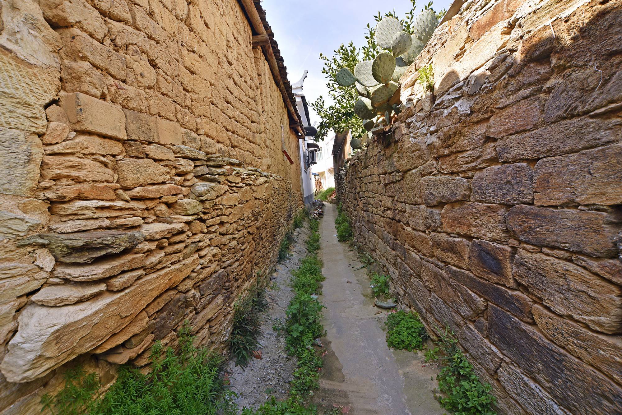 品乡土美食，住精品民宿，花海打卡拍美照，武汉春天这样玩就对了