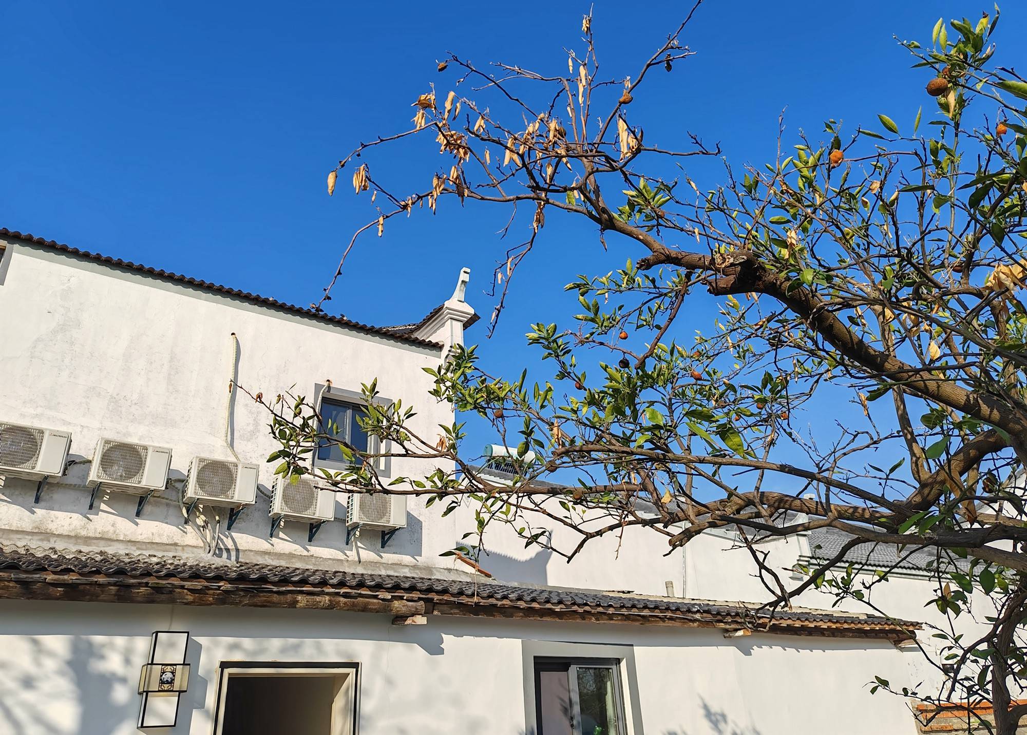 品乡土美食，住精品民宿，花海打卡拍美照，武汉春天这样玩就对了