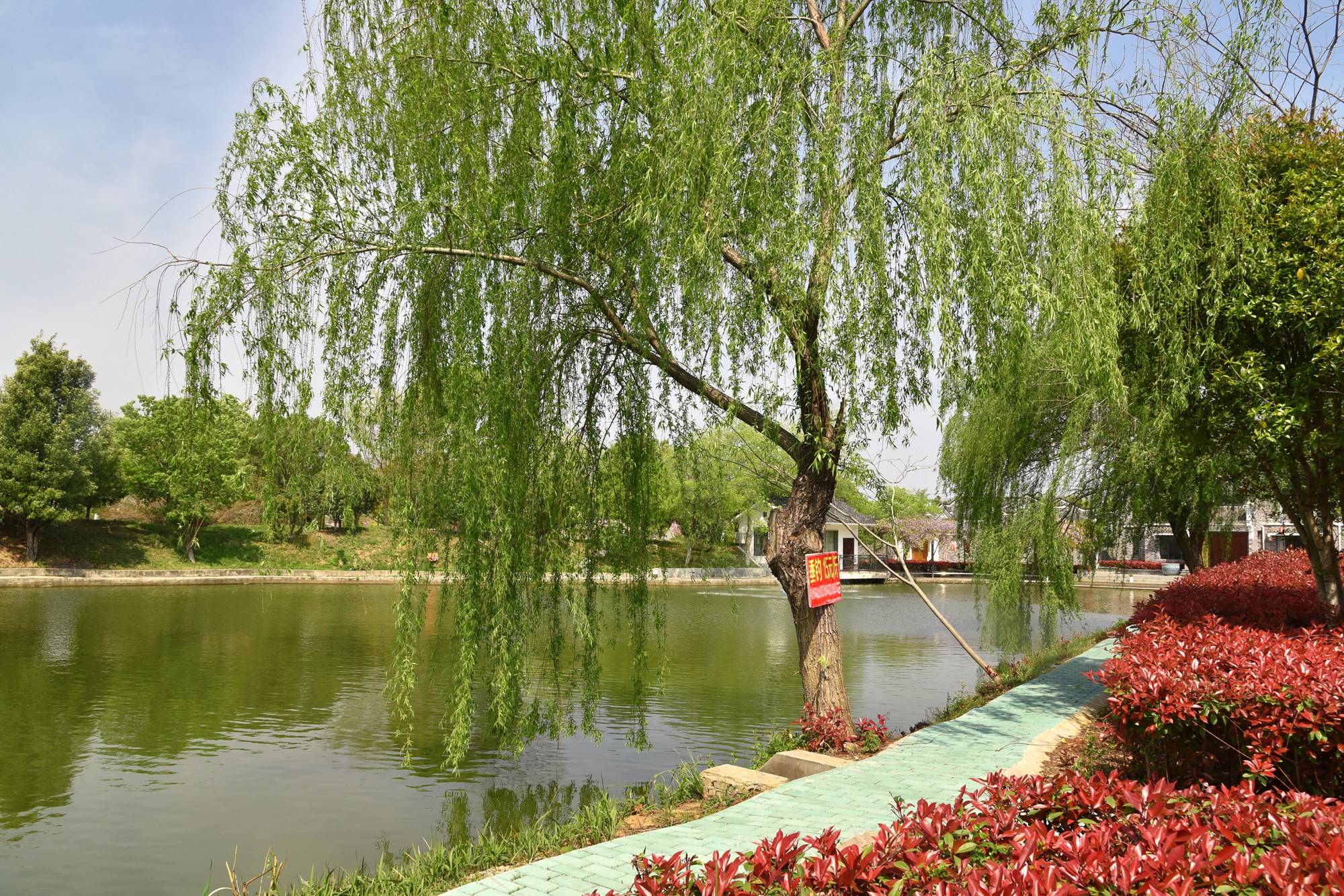 品乡土美食，住精品民宿，花海打卡拍美照，武汉春天这样玩就对了