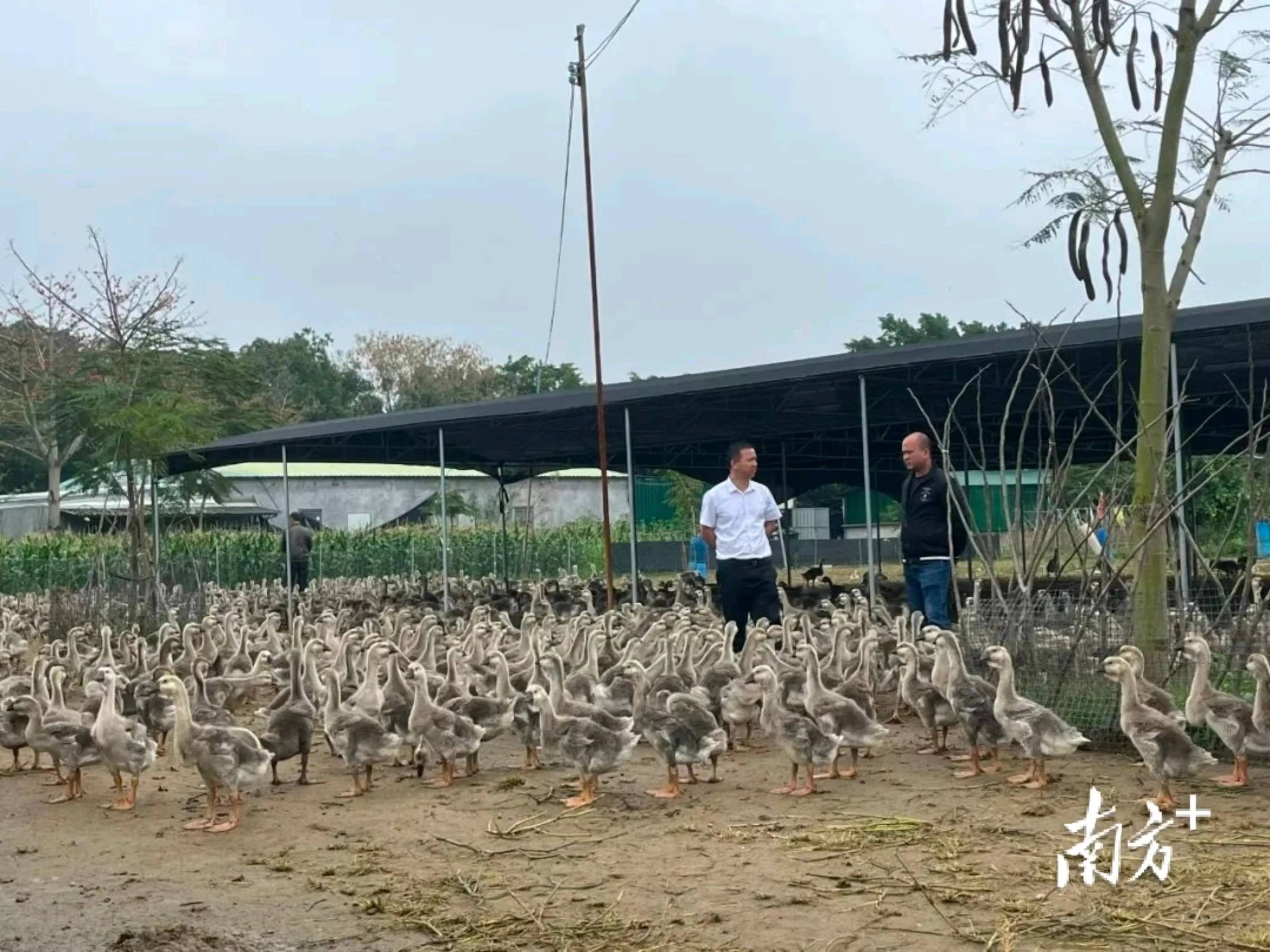 锚定高质量发展，助力百千万工程，人行汕头中支引领金融支持乡村振兴特色“三个一”