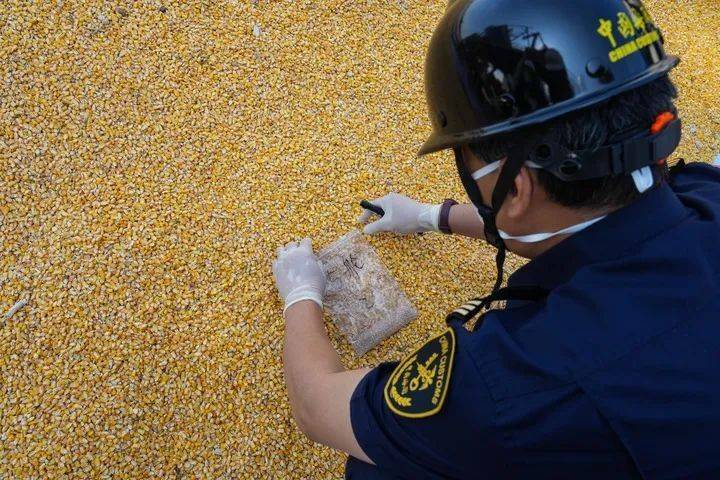 布林肯挺台参加WHA，美国商务部称不对劲，中国玉米订单量已腰斩