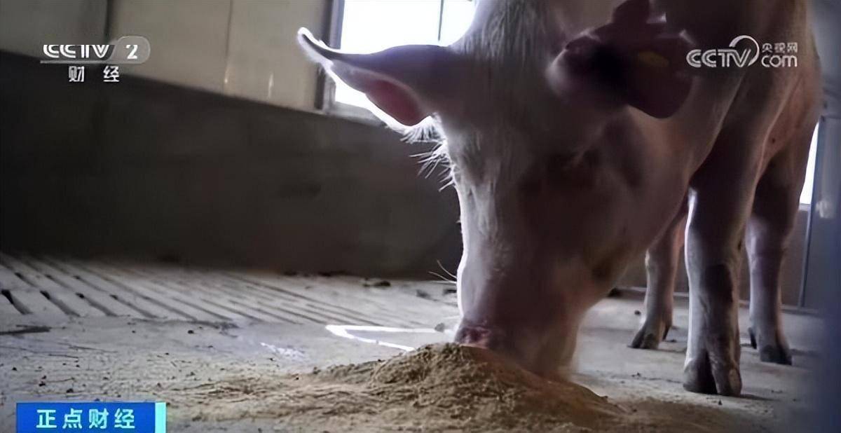 生猪出栏前一夜“暴瘦”60多斤？！养殖企业怀疑有人将代养猪场内肥猪掉包