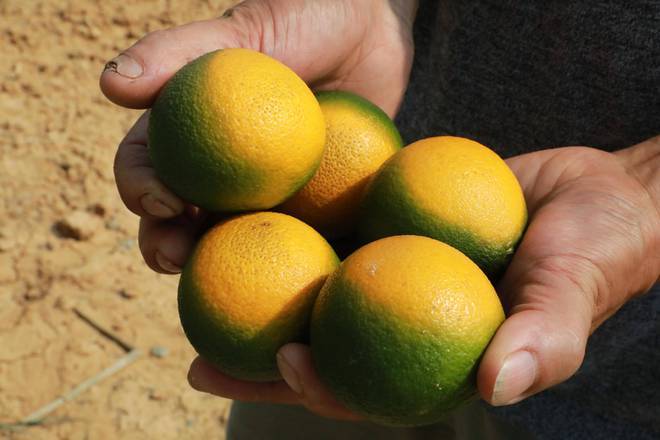 柑橘种植如何有效防止太阳晒伤？很全面的介绍，你用的是什么方法