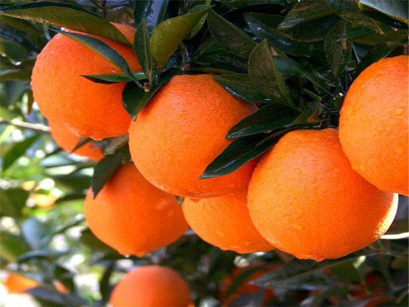 柑橘种植如何有效防止太阳晒伤？很全面的介绍，你用的是什么方法