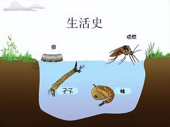 痒！痒！痒！成都夏日蚊子图鉴