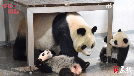 齐鲁早报|山东首个直航入境旅游团来了；大熊猫香香“快递”回家