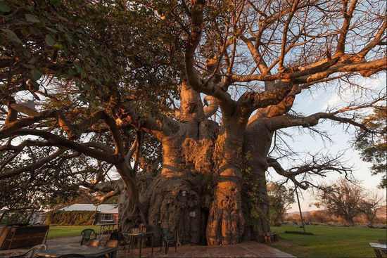 世界上“最大”的树，已经存在了6000多年，里边可以开酒吧