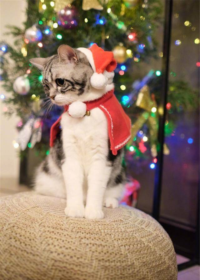 蔡卓妍为爱宠举办圣诞晚会，可爱小猫小狗戴圣诞帽抢镜！太有爱了