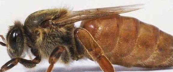 老蜂农也无法解释的现象，蜂王交尾后尾部白色的线是什么？