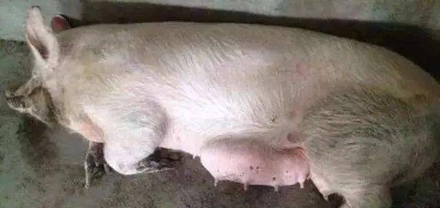 【养猪技术】猪病大全，20种猪场常见疾病的防治措施，收藏起来以备不时之需
