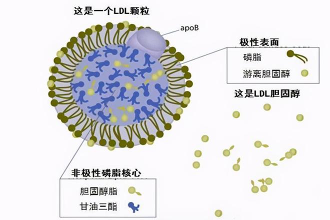 修昔底德陷修昔底德陷阱阱_胆固醇怎么降低胆固醇_胆固醇底