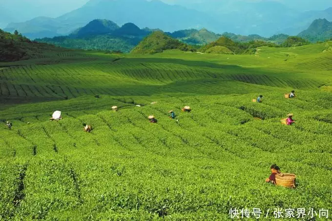 西双版纳旅游费用_西双版纳旅游介绍_云南西双版纳旅游