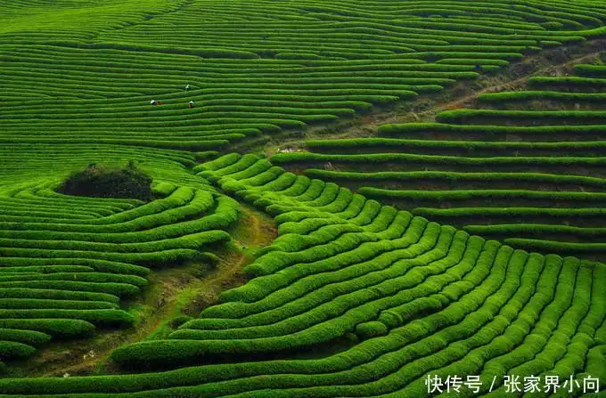 西双版纳旅游费用_云南西双版纳旅游_西双版纳旅游介绍