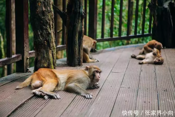 云南西双版纳旅游_西双版纳旅游介绍_西双版纳旅游费用