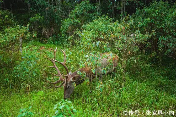 西双版纳旅游介绍_西双版纳旅游费用_云南西双版纳旅游
