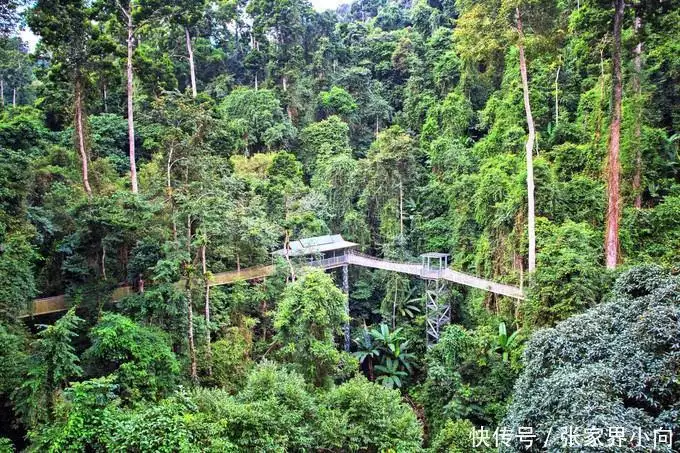 西双版纳旅游介绍_云南西双版纳旅游_西双版纳旅游费用