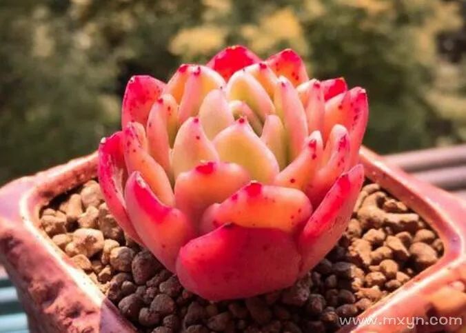 孕妇梦见生孩子没流血_梦见自己流血_梦见牙掉了流血