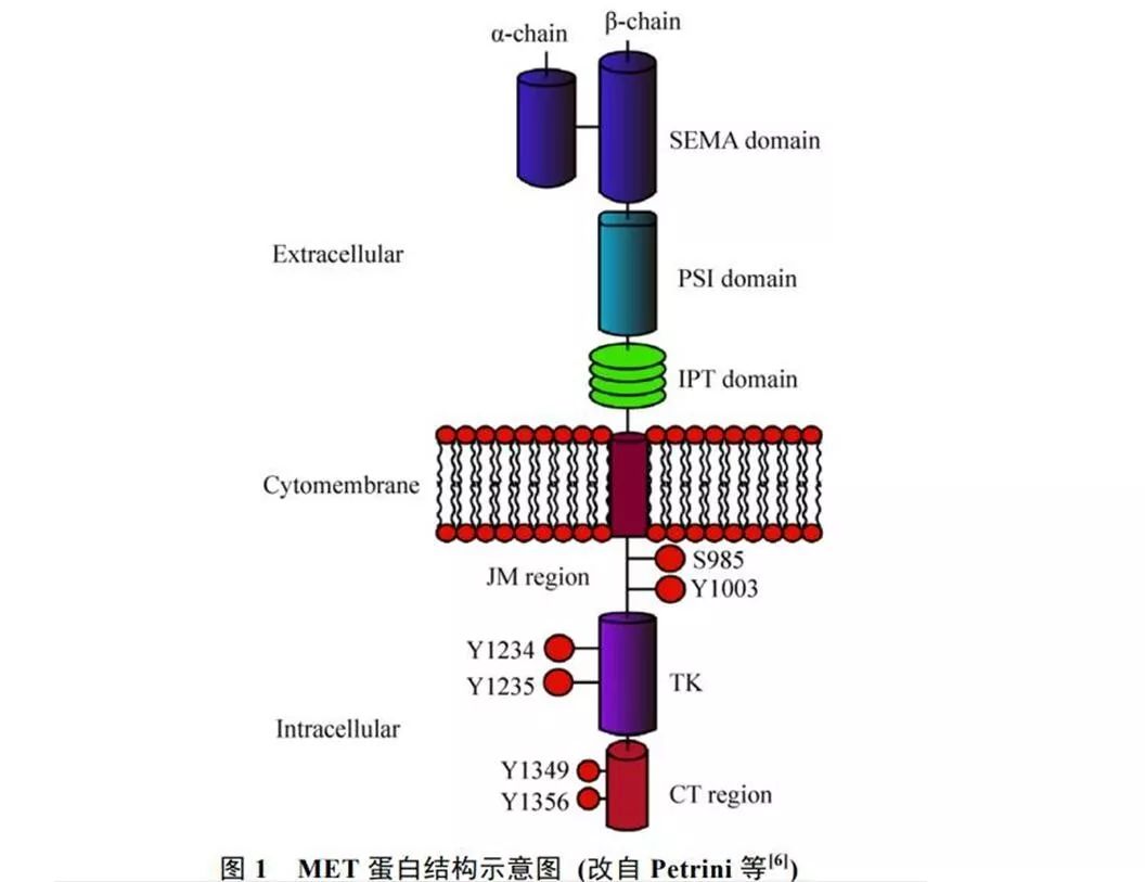 肺癌丨精准医疗，MET靶向治疗新突破