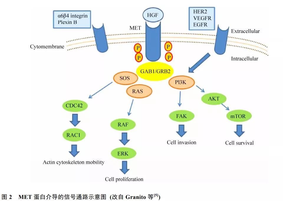 肺癌丨精准医疗，MET靶向治疗新突破