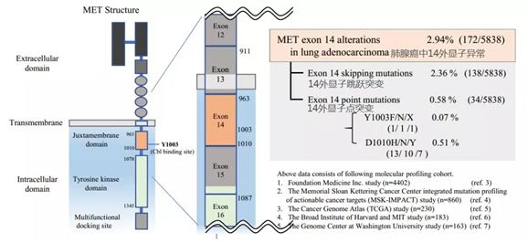 肺癌丨精准医疗，MET靶向治疗新突破