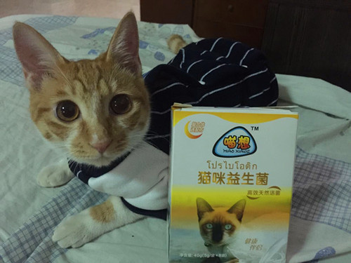 猫增强免疫力必吃的20种食物 如多种维生素牛磺酸氨基酸等